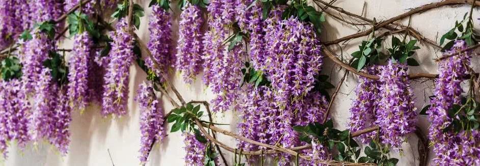Lila Blauregen Blüten an Ranken